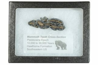 Mammoth Molar Slice With Case - South Carolina #291071