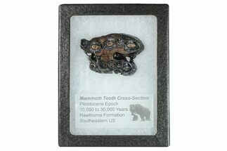 Mammoth Molar Slice With Case - South Carolina #291116