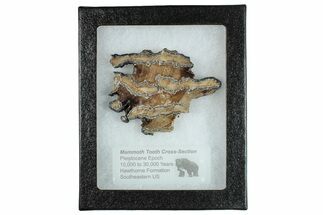 Mammoth Molar Slice With Case - South Carolina #291126