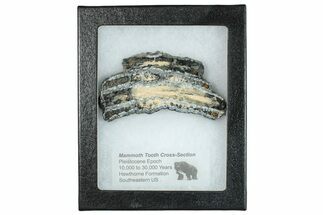 Mammoth Molar Slice With Case - South Carolina #291132