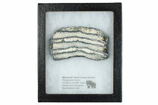 Mammoth Molar Slice With Case - South Carolina #291134