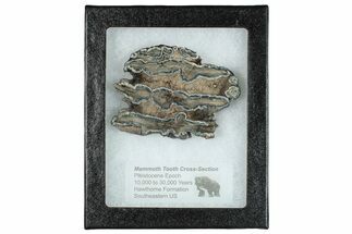 Mammoth Molar Slice With Case - South Carolina #291155