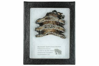 Mammoth Molar Slice With Case - South Carolina #291156