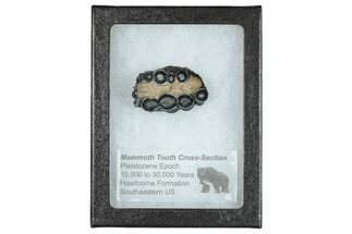 Mammoth Molar Slice With Case - South Carolina #291165