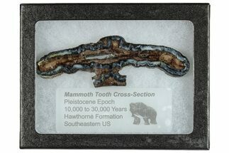 Mammoth Molar Slice With Case - South Carolina #291169