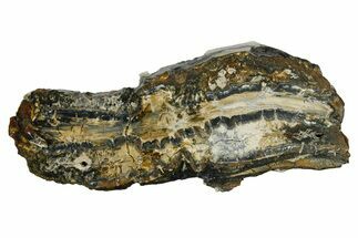 Mammoth Molar Slice With Case - South Carolina #291093