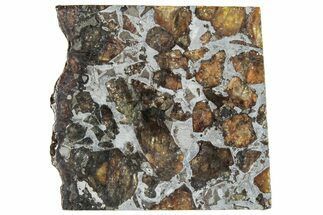 Brahin Pallasite Meteorite ( g) Slice - Belarus #291294