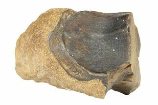 Fossil Dinosaur (Triceratops) Shed Tooth - Wyoming #289196