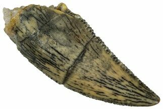 Serrated, Raptor Tooth - Real Dinosaur Tooth #291511