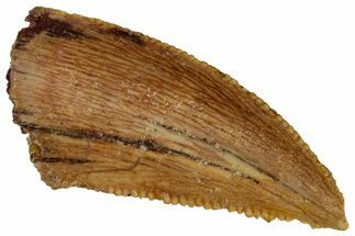 Serrated, Raptor Tooth - Real Dinosaur Tooth #291521