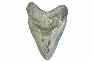 ” Fossil Aurora Megalodon Tooth - Aurora, North Carolina #291730