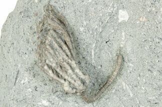 Fossil Crinoid (Pachyiocrinus) - Crawfordsville, Indiana #291748