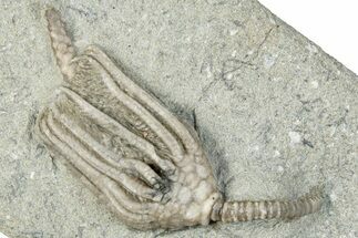 Fossil Crinoid (Macrocrinus) - Crawfordsville, Indiana #291750