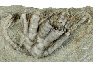 Fossil Crinoid (Sarocrinus) - Crawfordsville, Indiana #291775