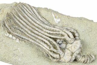Fossil Crinoid (Platycrinites) - Crawfordsville, Indiana #291782