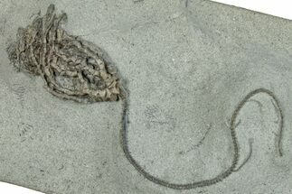 Fossil Crinoid (Linocrinus) - Crawfordsville, Indiana #291788