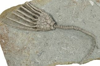 Fossil Crinoid (Macrocrinus) - Crawfordsville, Indiana #291800