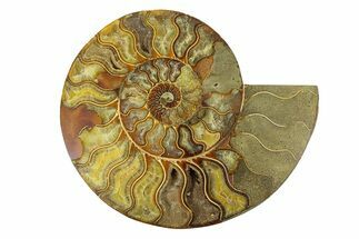 Cut & Polished Ammonite Fossil (Half) - Madagascar #291880