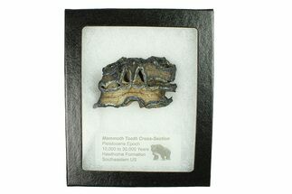 Mammoth Molar Slice With Case - South Carolina #291204