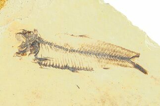 Bargain, Fossil Fish (Knightia) - Wyoming #292096