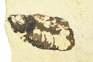 Long, Partially Exposed Fossil Fish (Diplomystus) - Wyoming #292105