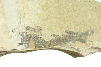 Long, Partially Exposed Fossil Fish (Diplomystus) - Wyoming #292107