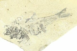Bargain, Long Fossil Fish (Diplomystus) - Wyoming #292111