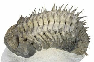 Trilobites For Sale