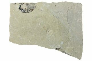 Long, Partially Exposed Fossil Fish (Diplomystus) - Wyoming #292131