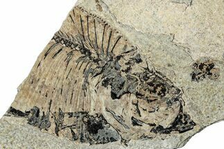 Bargain, Partial Fossil Fish (Diplomystus) - Wyoming #292134