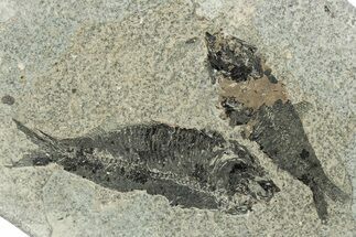 Two Bargain Fossil Fish (Knightia) - Wyoming #292262