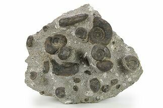 Plate of Devonian Ammonite Fossils - Morocco #291028
