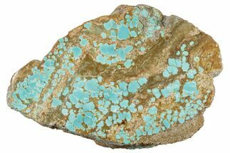 Polished Turquoise Section - Number Mine, Carlin, NV #292308