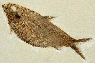 Detailed Fossil Fish (Knightia alta) - Wyoming #292335