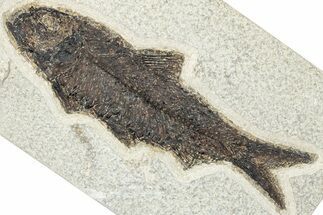 Detailed Fossil Fish (Knightia) - Wyoming #292341