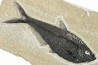 Beautiful Fossil Fish (Diplomystus) - Wyoming #292344