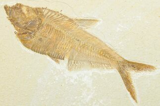 Detailed Fossil Fish (Diplomystus) - Wyoming #292350