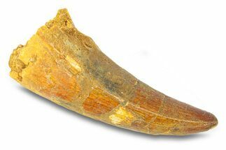 Cretaceous Fossil Crocodylomorph Tooth - Morocco #292216