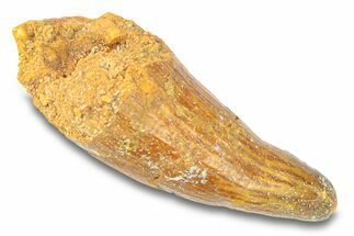 Cretaceous Fossil Crocodylomorph Tooth - Morocco #292218