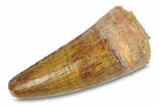 Cretaceous Fossil Crocodylomorph Tooth - Morocco #292234