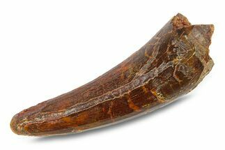 Cretaceous Fossil Crocodylomorph Tooth - Morocco #292237