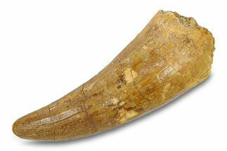 Cretaceous Fossil Crocodylomorph Tooth - Morocco #292248