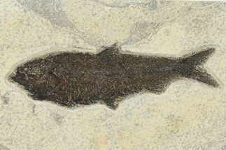 Detailed Fossil Fish (Knightia) - Huge for Species! #292366
