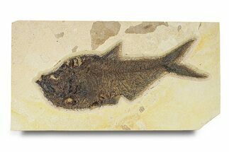 Large, Fossil Fish (Diplomystus) - Green River Formation #292367
