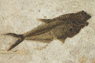 Beautiful Fossil Fish (Diplomystus) - Wyoming #292373
