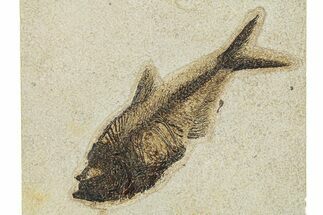 Beautiful Fossil Fish (Diplomystus) - Wyoming #292439