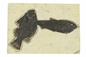 Priscacara & Cockerellites Fossil Fish For Sale - FossilEra.com Priscacara & Cockerellites Fossil Fish For Sale - FossilEra.com
