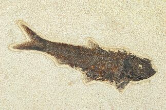 Detailed Fossil Fish (Knightia) - Huge for Species! #292434