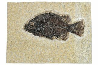 Fossil Fish (Cockerellites) - Wyoming #292370