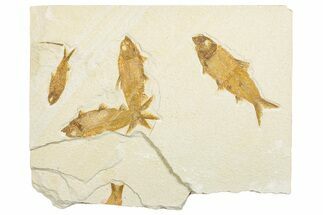 Plate of Four Fossil Fish (Knightia) - Wyoming #292418